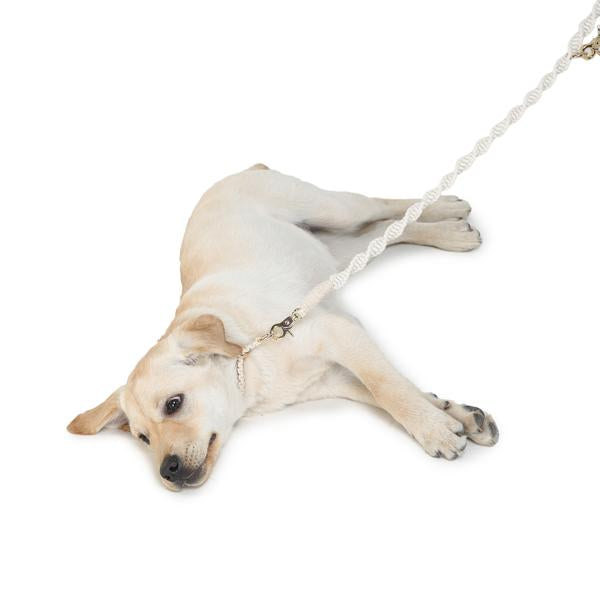cute dog wearing leash designed by Barks & Wags