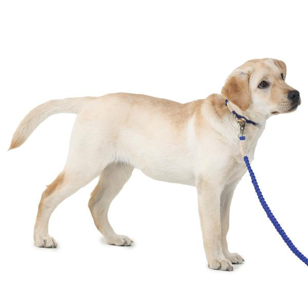 Best leash for outlet golden retriever