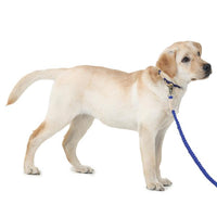 cute dog wearing macramé square leash and collar designed by Barks & Wags