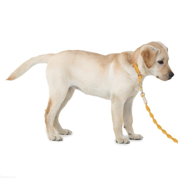 cute dog wearing macramé twisted leash and collar designed by Barks & Wags