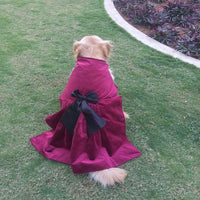 cute dog wearing maroon velvet dress by Barks & Wags