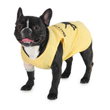 cute dog wearing yellow-coloured sleeveless t-shirt