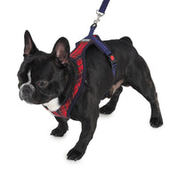 dog in Barks & Wags harness and leash