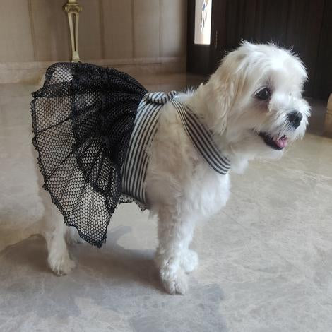 dog wearing black white dress