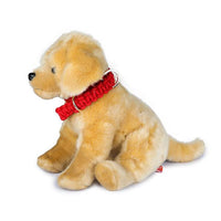 dog wearing collar by Barks & Wags