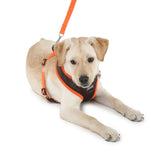 dog wearing harness and leash by Barks & Wags