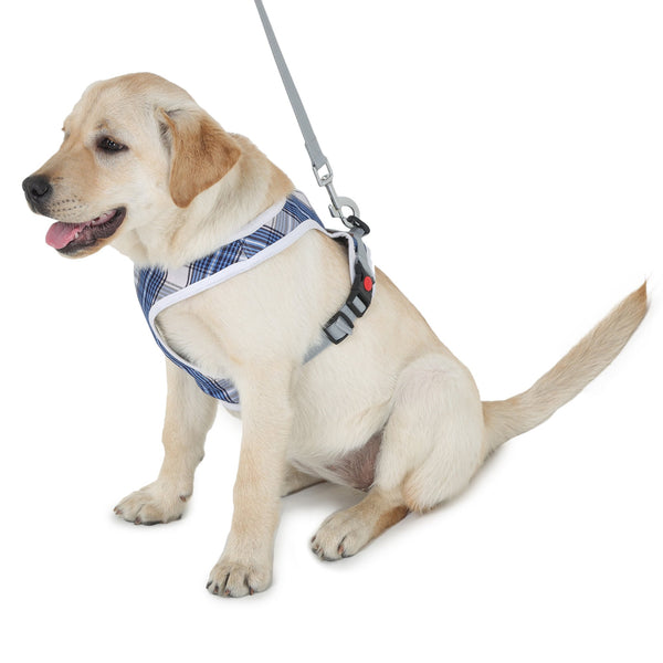 dog wearing harness and leash from Barks & Wags
