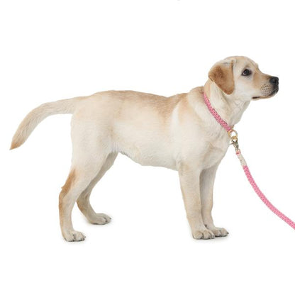dog wearing macramé square leash by Barks & Wags