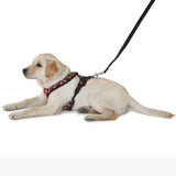 dog wearing top quality harness from Barks & Wags