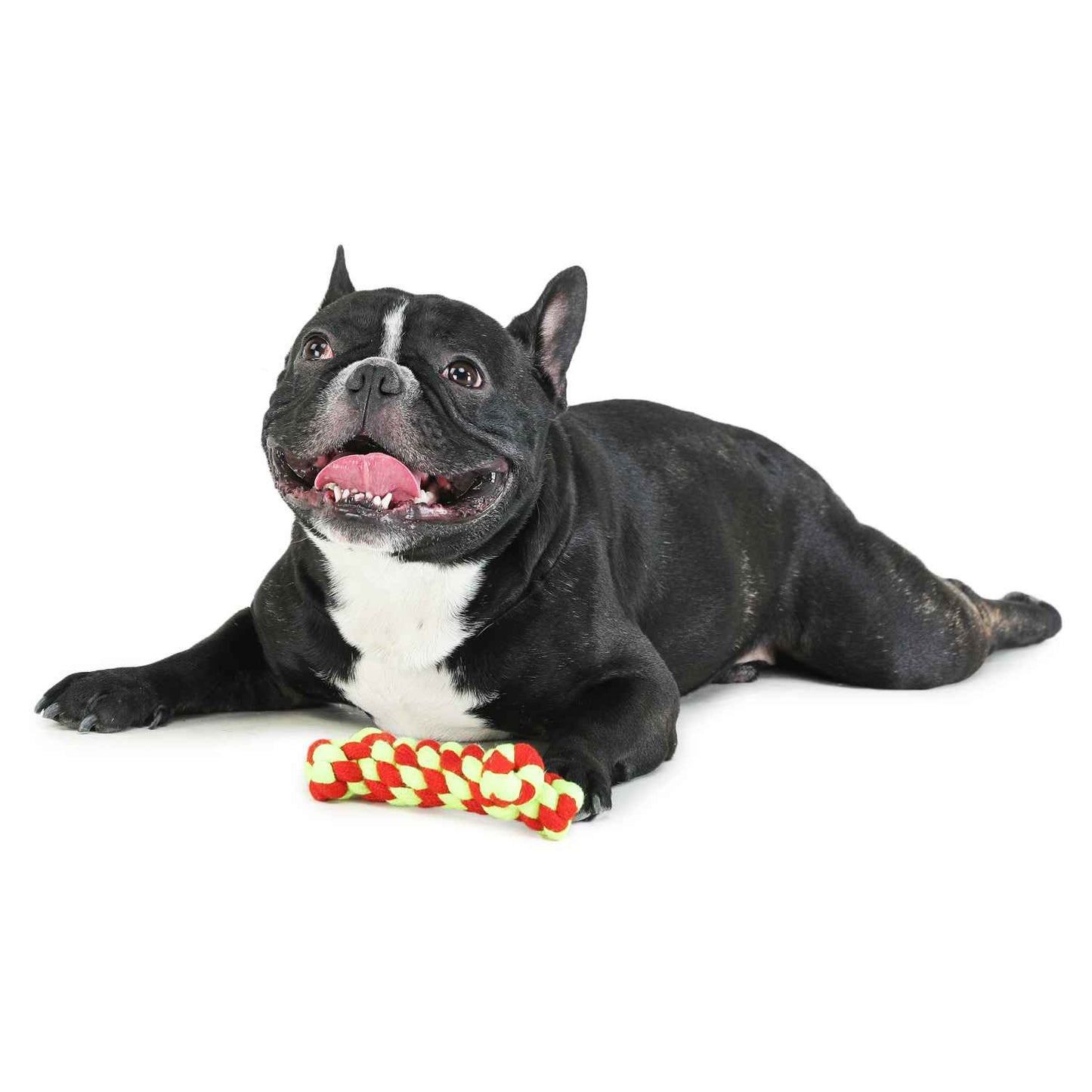 Dog Toy - Chew Bone Teether