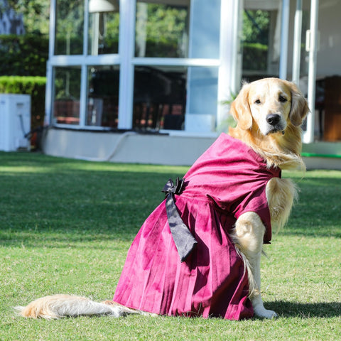 Dresses For Dogs - Maroon Velvet