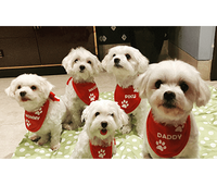 Buy latest family special bandanas for dogs