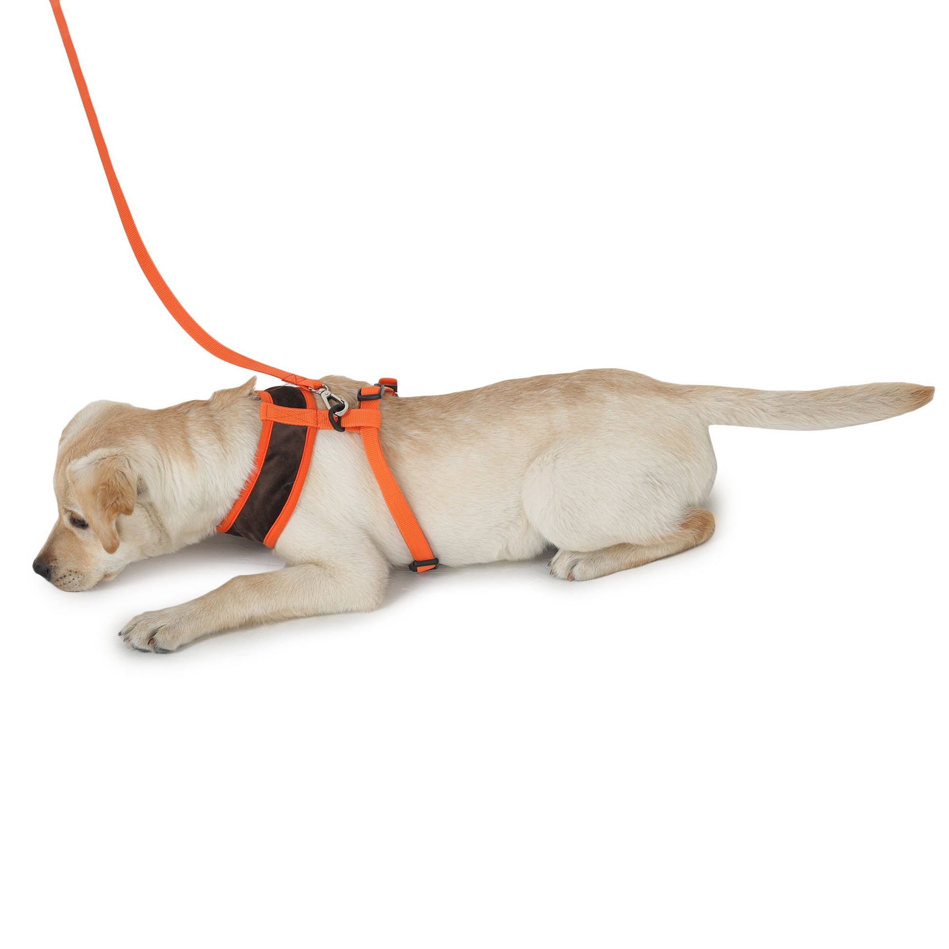 harness and leash for dogs from Barks & Wags