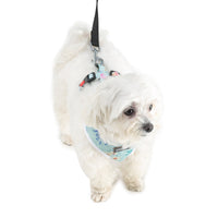 stylish Barks & Wags harness for dogs