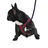 stylish dog in Barks & Wags harness and leash