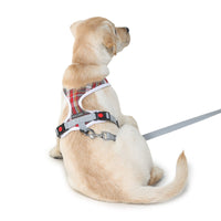 stylish dog in harness by Barks & Wags