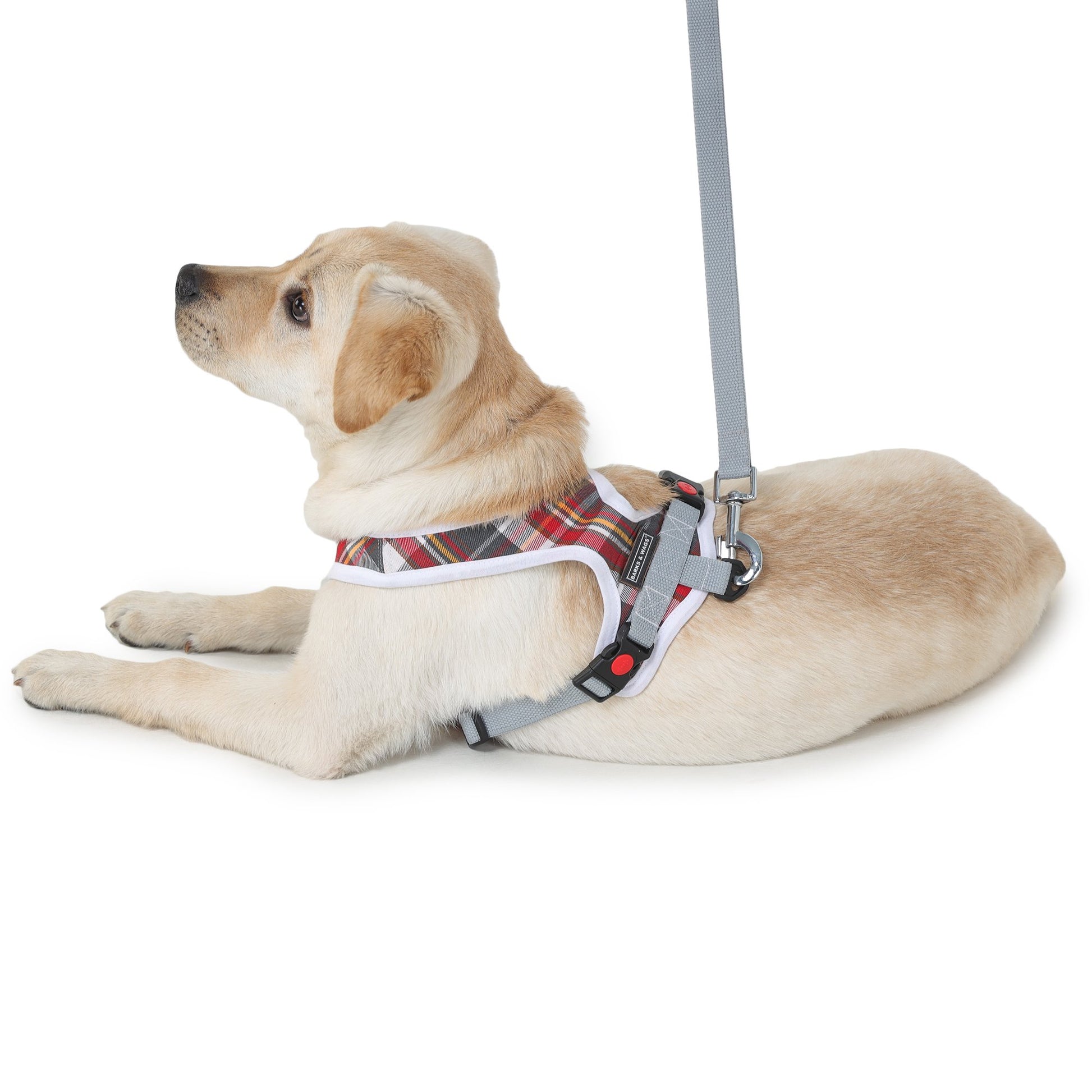 stylish dog wearing Barks & Wags harness and leash