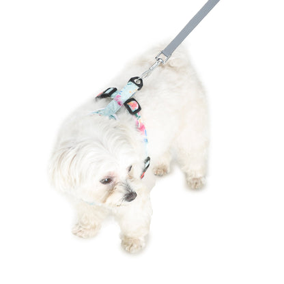 stylish dog wearing harness and leash by Barks & Wags
