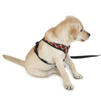 stylish dog wearing harness and leash