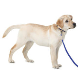 stylish dog wearing macramé square leash by Barks & Wags