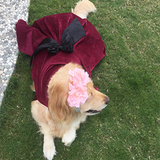 stylish dog wearing maroon velvet dress by Barks & Wags