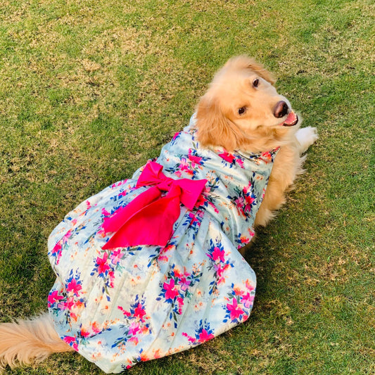 Stylish Dresses For Dogs
