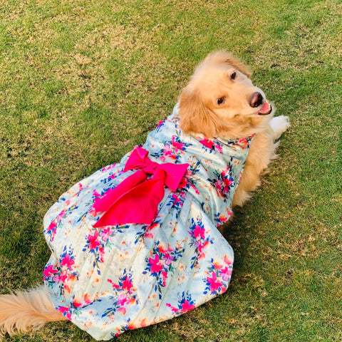 Dresses For Dogs - Blue Floral